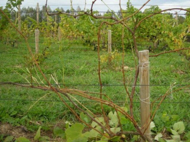 Early pink Muscat grapes: variety description, photos, reviews, planting and care