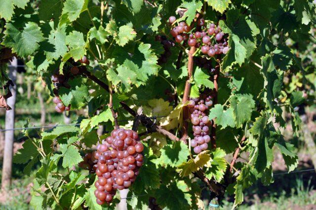 Early pink Muscat grapes: variety description, photos, reviews, planting and care