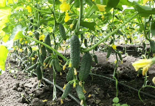 Early ripe cucumbers for open ground