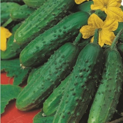 Early ripe cucumbers for open ground