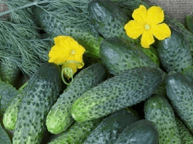 Early ripe cucumbers for open ground