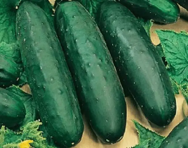 Early ripe cucumbers for open ground