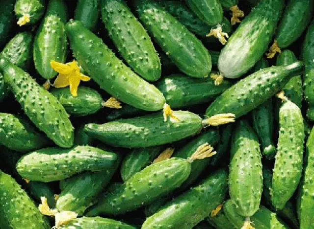 Early ripe cucumbers for open ground