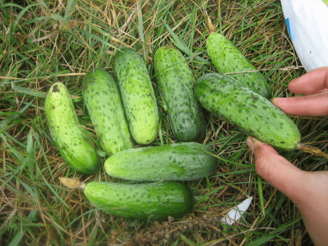 Early ripe cucumbers for open ground