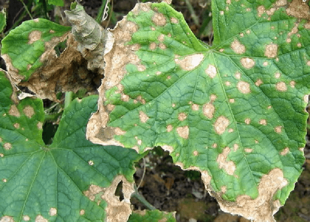 Early ripe cucumbers for open ground