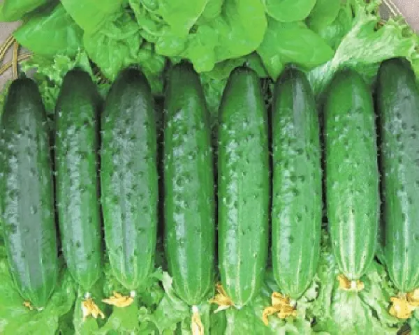 Early ripe cucumbers for open ground