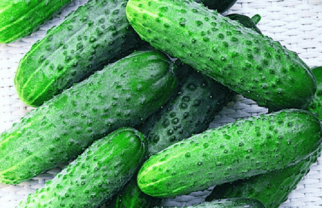 Early ripe cucumbers for open ground