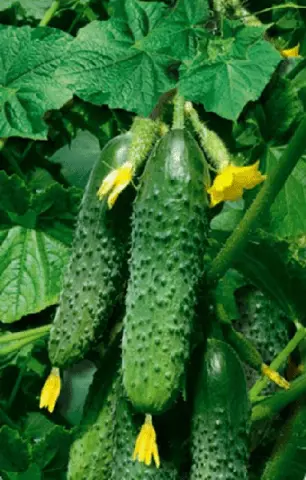 Early ripe cucumbers for open ground