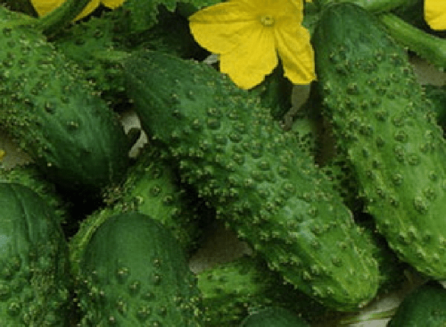 Early ripe cucumbers for open ground