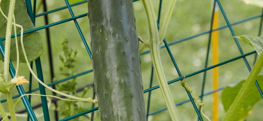 Early ripe cucumbers for open ground