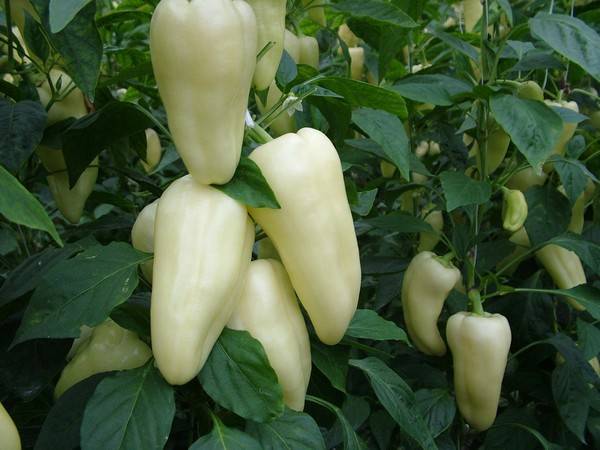 Early ripe varieties of sweet pepper