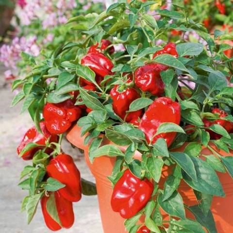 Early ripe varieties of sweet pepper