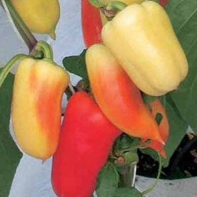 Early ripe varieties of sweet pepper