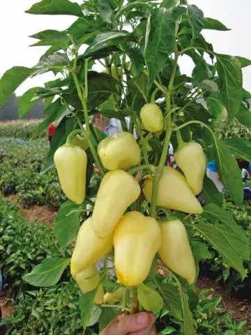 Early ripe varieties of sweet pepper