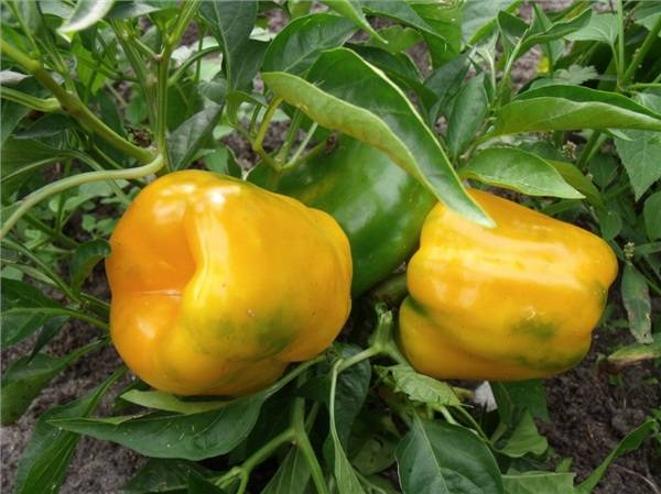 Early ripe varieties of sweet pepper