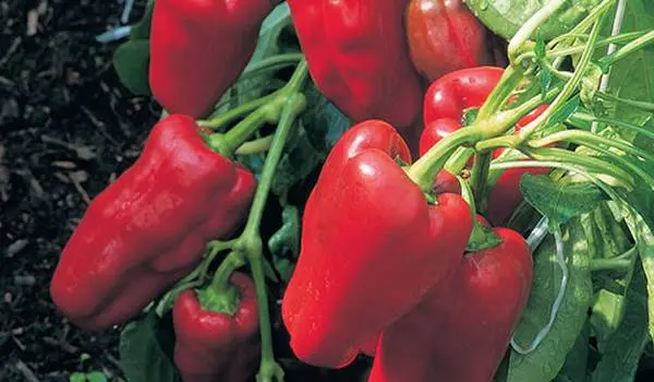 Early ripe varieties of sweet pepper