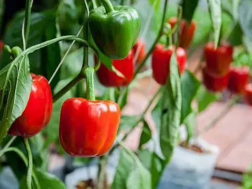 Early ripe varieties of sweet pepper