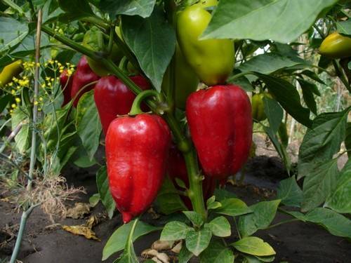 Early ripe varieties of sweet pepper