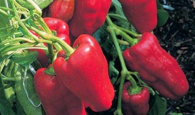 Early ripe varieties of sweet pepper