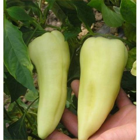 Early ripe varieties of sweet pepper