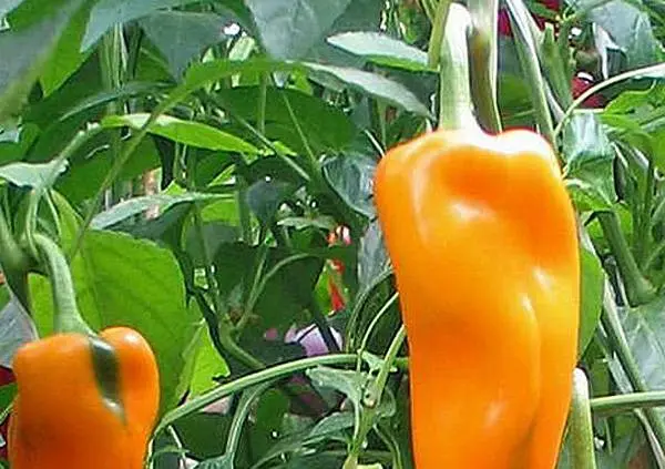 Early ripe varieties of sweet pepper