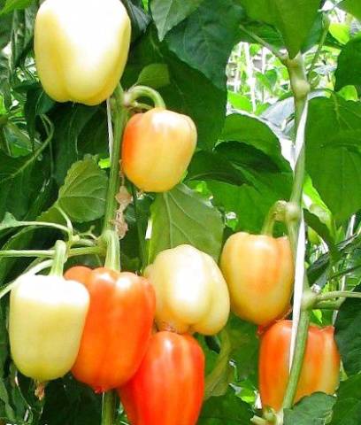 Early ripe varieties of sweet pepper