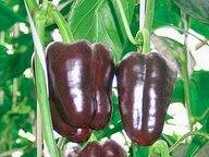 Early ripe varieties of sweet pepper