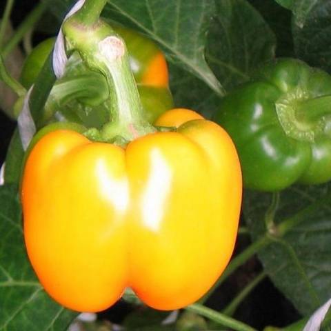 Early ripe varieties of sweet pepper