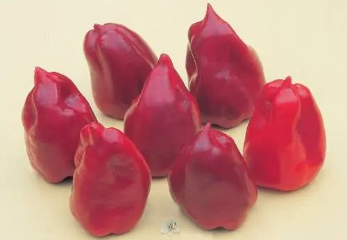 Early ripe varieties of sweet pepper