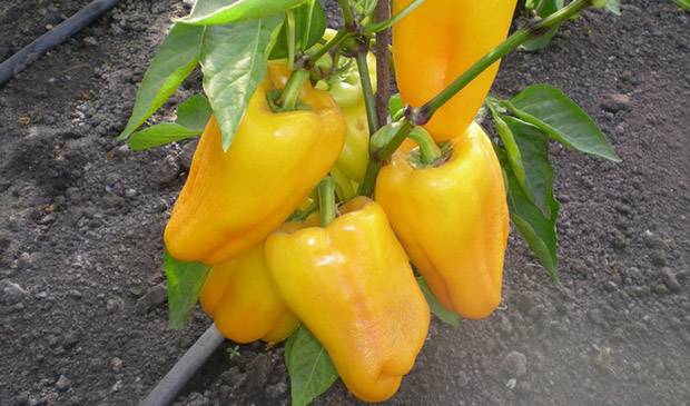 Early ripe varieties of sweet pepper