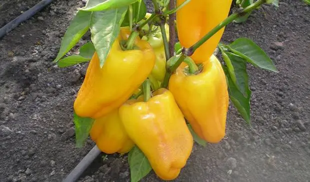 Early ripe varieties of sweet pepper