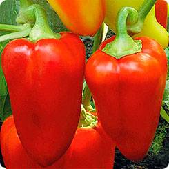 Early ripe varieties of sweet pepper