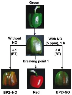 Early ripe varieties of sweet pepper