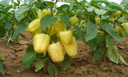 Early ripening varieties of sweet pepper for Siberia