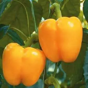 Early ripening varieties of sweet pepper for Siberia