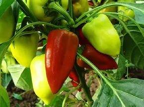 Early ripening varieties of sweet pepper for Siberia