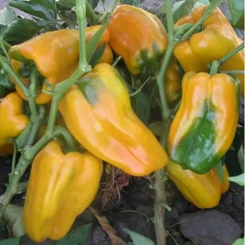 Early ripening varieties of sweet pepper for Siberia