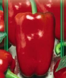 Early ripening varieties of sweet pepper for Siberia