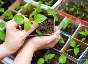 Early ripening varieties of sweet pepper for Siberia