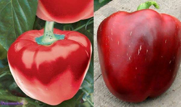 Early ripening varieties of sweet pepper for Siberia