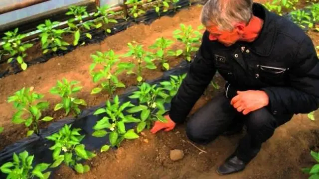 Early ripening varieties of sweet pepper for Siberia