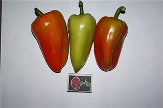 Early ripening varieties of sweet pepper for Siberia