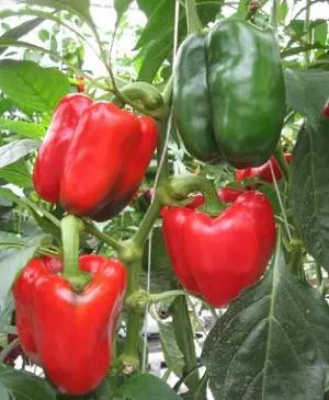 Early ripening varieties of sweet pepper for Siberia