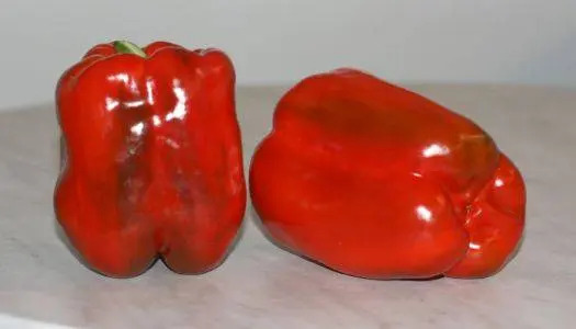 Early ripening varieties of sweet pepper for Siberia