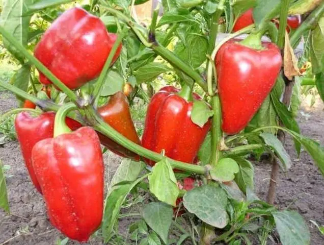 Early ripening varieties of sweet pepper for Siberia