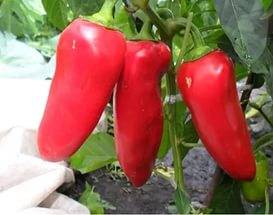 Early ripening varieties of sweet pepper for Siberia