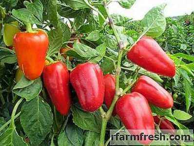 Early ripening varieties of sweet pepper for Siberia