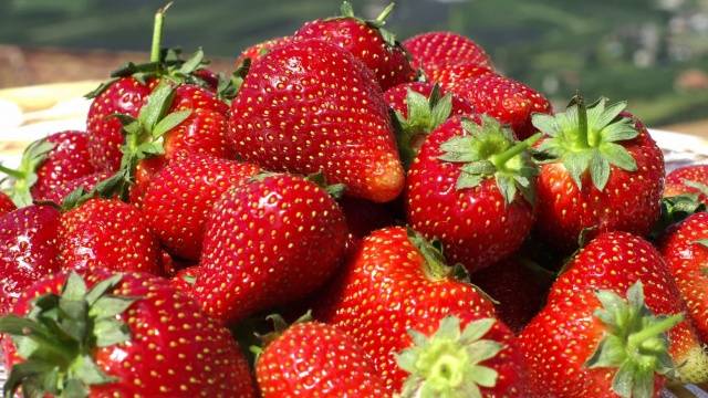 Early strawberries: the best varieties