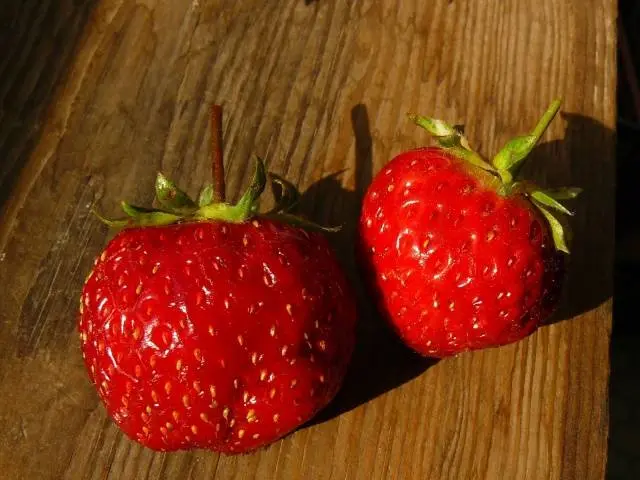 Early strawberries: the best varieties