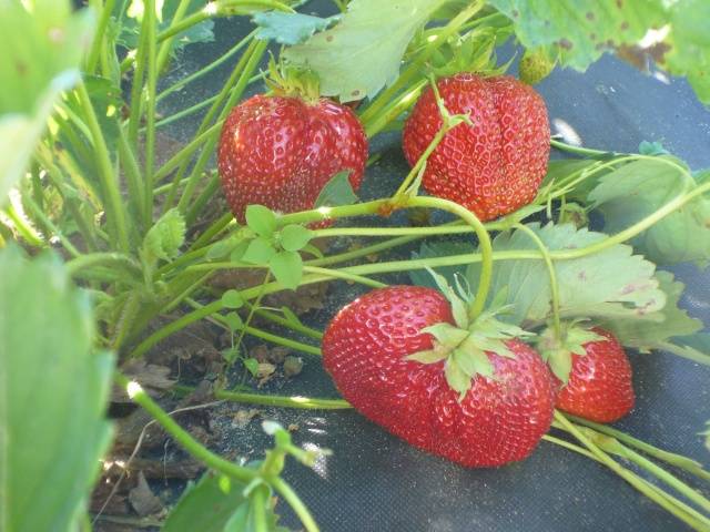 Early strawberries: the best varieties